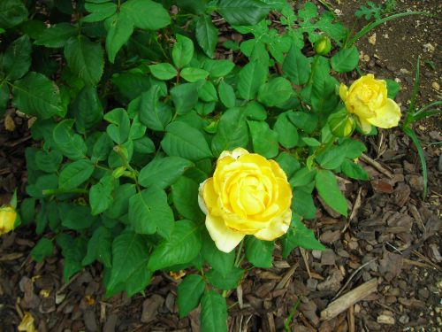 my precious yellow roses (of texas)