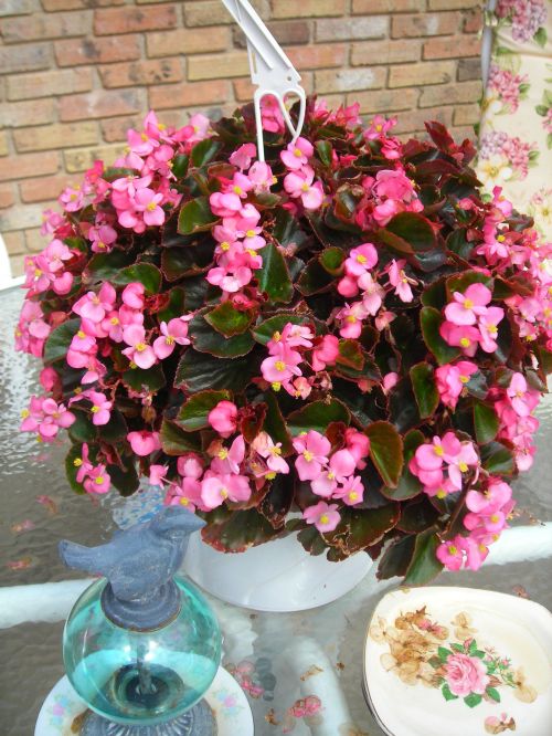 pink begonias are thriving. love this splash of color on my patio table