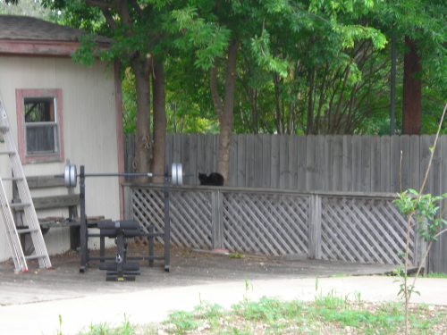 meow. black cat in my backyard like he lives there. NOT. prolly checking out all the birds at my feeder. bad kitty.