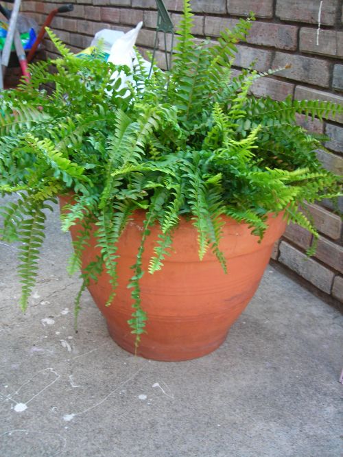 HUGE (the pic does NOT do the size justice) terra cotta pot from cindy's sale. yes, cindy ... i crammed my hanging fern into it for the pic